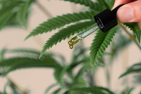 ¿Cuánto tiempo permanece el CBD en la sangre? Duración real y qué la cambia